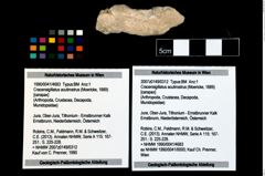 Foto (Objekt + Etikett) von Cracensigillatus acutirostrus (Moericke, 1889)  (NHMW-GEO-1990-0041-4683)